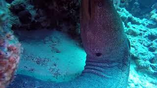 Kerry Daly Scuba Production- Hurghada, Egypt Red Sea Dive Highlights