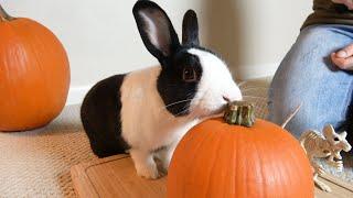 Tiny pet bunny rabbit tries eating pumpkin