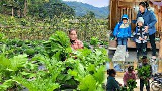 Harvest vegetables on the farm to sell to buy food for the ducks DANG THI DU