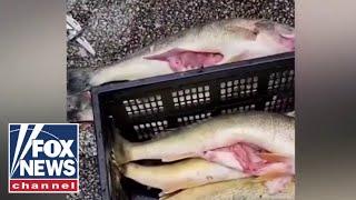 Cheating scandal rocks pro-fishing world