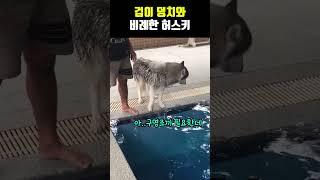 덩치값 못 하는 허스키 ㅋㅋ