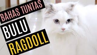 Merawat Bulu Kucing Ragdoll