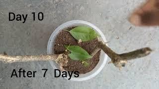 Grow wood apple from cutting |  बेलपत्र | BelPatra |