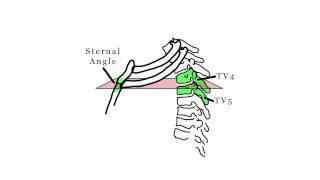 Thoracic Plane Jovicagram