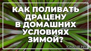 Как поливать драцену в домашних условиях зимой? | toNature.Info