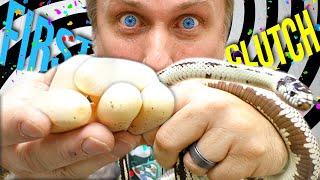 FIRST KINGSNAKE SNAKE EGGS OF THE YEAR!! | BRIAN BARCZYK