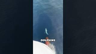 Why Dolphins Swim In Front Of Ships....