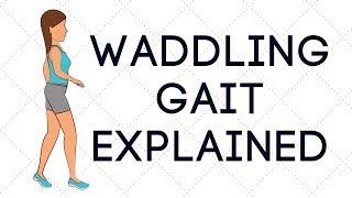 Waddling Gait Explained.