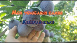 Мій улюблений сорт сливи "Кабардинська"