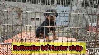Rottweiler Cái làm giống trại chó Phú Quý | Con giống Chất lượng