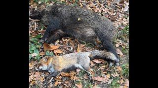 Compilation Chasse en battue sangliers et chevreuils