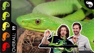Green Mamba, The Best Pet Snake?