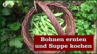 Bohnen ernten und Suppe kochen