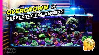 When Is It Time to Start Reshaping Your Thriving Reef Tank? | 350 Gallon Tank