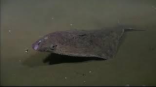 Curious halibut swims for a closeup