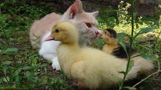 This cat took care of the ducklings, the mother duck was very happy to see this