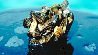 Crazy Creature - 10 Invasive Species With Disastrous Consequences