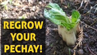 HOW TO REPLANT REGROW PECHAY / BOKCHOY? DON'T THROW IT! #shorts