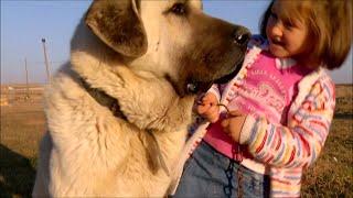 THE KANGAL DOG WITH CHILDREN