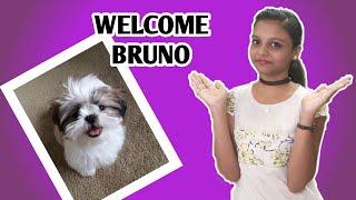 Welcome Bruno || New Puppy || Shih Tzu Puppy || In Bhanu's Talks