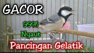 GELATIK BATU GACOR NGEPLONG MEMANGGIL LAWAN