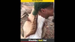 Kasturi Hiran se khusboo Kyu aati hai | Deer Facts #deer #facts