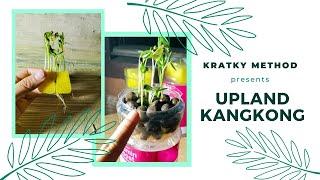 The Kratky Method of Growing Plants through Hydroponics for Beginners