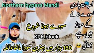 Northern bypass mandi Karachi Cattle Rates Update || 18 may 2025 || Cow Mandi 2025