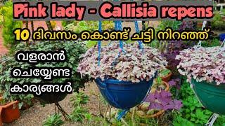 Pink lady / Callisia repens / easy way to fill pot in 10 days