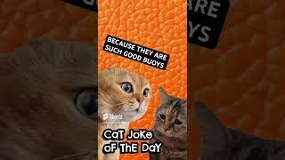 2 Talking Cats Telling Jokes #dadjokes