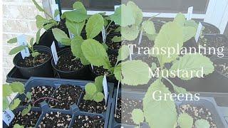 Transplanting Mustard Greens