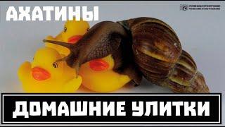 Achatina snails as pets. Feeding, care, reproduction. // Russian voice // Clever Cricket