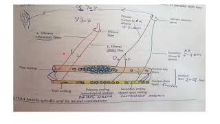 Lecture on Proprioceptors (Muscle Spindle and GolgiTendon Organ) By Dr Kavita S Gupta