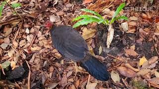 Birds of the world | 67 | Australian brushturkey | Scrub Turkey | Bush Turkey @SITHEEQUE