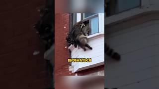 Еноты ограбили квартиру #shorts #животные #жизнь
