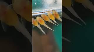 Анциструс #анциструс #рыбки #аквариум #shorts #fish #aquarium #мариинск