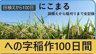 【への字稲作100日間】急激に成長して慣行稲作に追いつきました