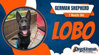 GERMAN SHEPHERD PUPPY Lobo BEFORE & AFTER OLK9 TRAINING