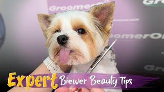 Biewer Terrier Grooming | Step-by-Step Guide for Perfect Biewer Haircuts | Watch the Transformation!