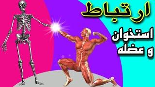 استخوان و عضله | 2 نکته مهم و آن چیزی که از استخوان و عضله لازمه بدانید