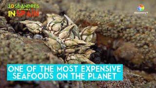 People go to extremes to harvest these barnacles | José Andrés and Family in Spain | Max