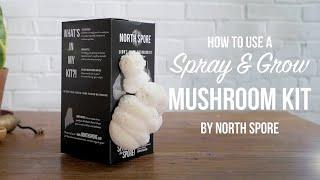 How to Use a Spray & Grow Indoor Mushroom Kit for Beginners