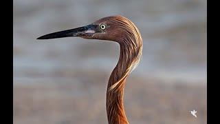 The Reddish Egret Dance