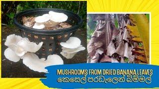 Mushrooms From Dried Banana Leaves , කෙසෙල් පරඩැලෙන් බිම්මල්