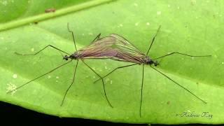 Dance of the crane flies, Tipulidae