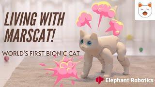 Hot Selling Now | MarsCat- A Bionic Cat, A Home Robot.