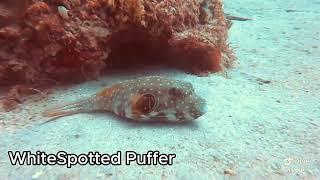 흰점 꺼끌복(WhiteSpotted Puffer)