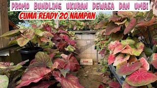 PAKET BUNDLING NAMPAN READY LAGI || DEWASA DAN UMBI