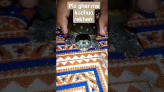 kachua Ghar me plz rakhen zarur|| what's up status cooking wania vlogs 2022