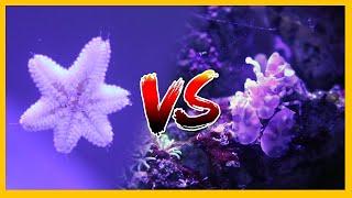 Asterina Starfish vs Harlequin Shrimp!